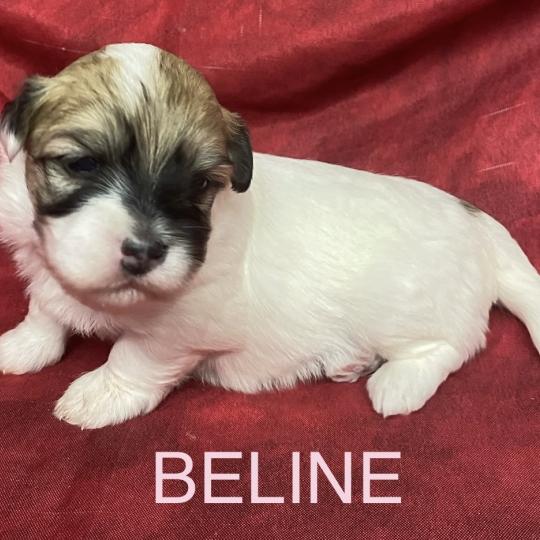 chiot Coton de tulear BELINE coton LOF à réserver Domaine de la Chantelaie