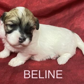 chiot Coton de tulear BELINE coton LOF à réserver Domaine de la Chantelaie