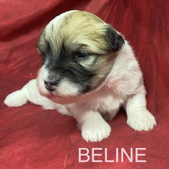 chiot Coton de tulear BELINE coton LOF à réserver Domaine de la Chantelaie