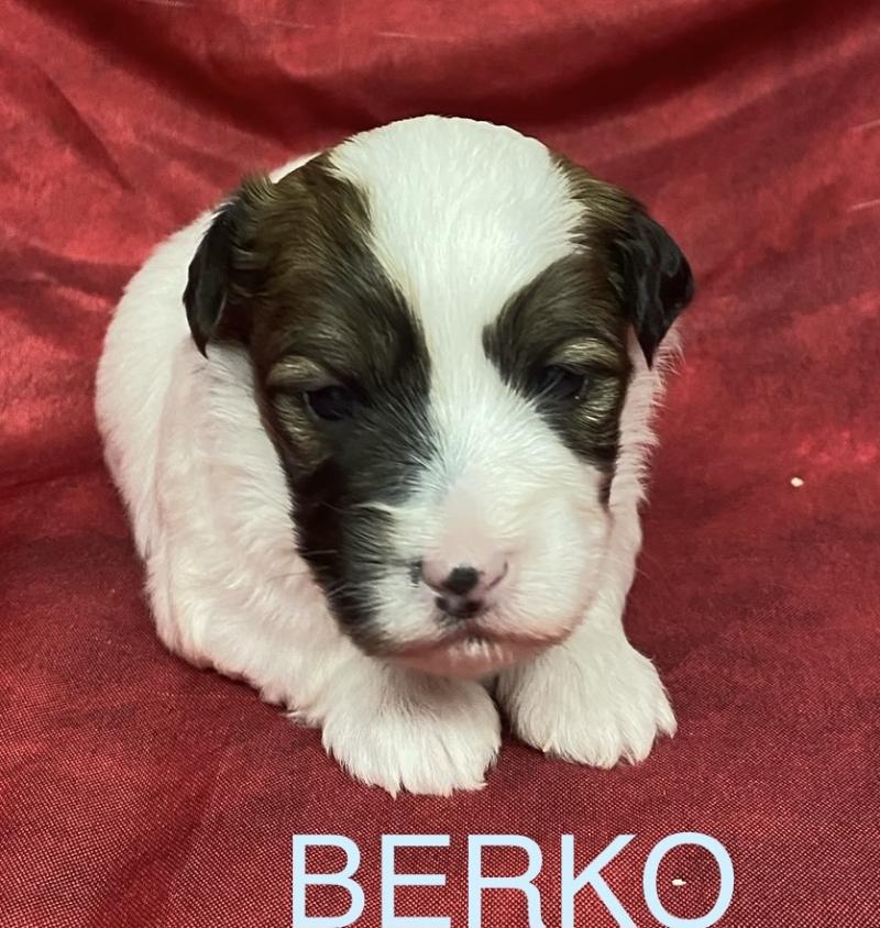 BERKO coton LOF à réserver Mâle Coton de tulear