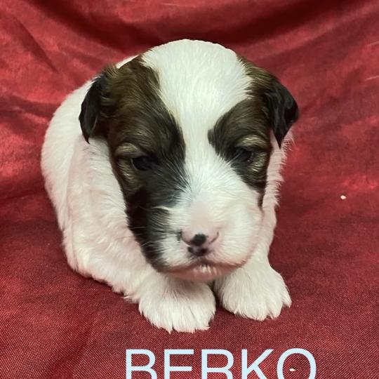 chiot Coton de tulear BERKO coton LOF à réserver Domaine de la Chantelaie