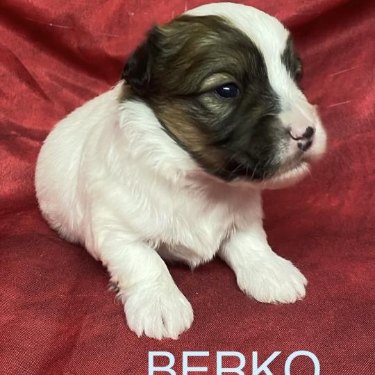 chiot Coton de tulear BERKO coton LOF à réserver Domaine de la Chantelaie