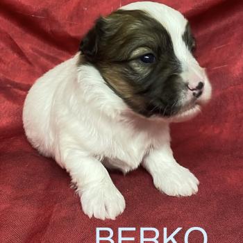 chiot Coton de tulear BERKO coton LOF à réserver Domaine de la Chantelaie