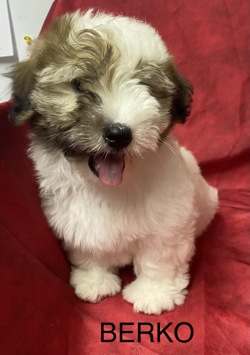 BERKO coton LOF DISPONIBLE Mâle Coton de tulear