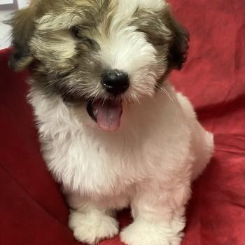 chiot Coton de tulear BERKO coton LOF disponible Domaine de la Chantelaie