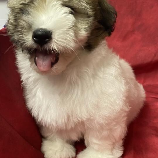 chiot Coton de tulear BERKO coton LOF disponible Domaine de la Chantelaie