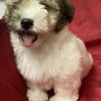 chiot Coton de tulear BERKO coton LOF disponible Domaine de la Chantelaie