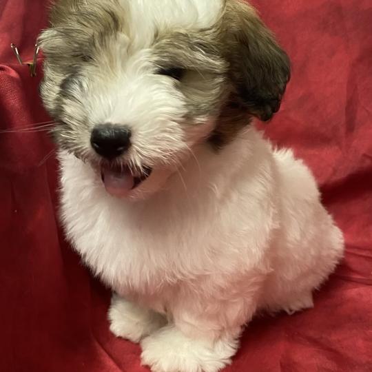 chiot Coton de tulear BERKO coton LOF disponible Domaine de la Chantelaie