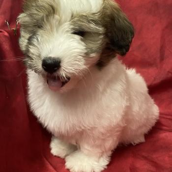 chiot Coton de tulear BERKO coton LOF disponible Domaine de la Chantelaie