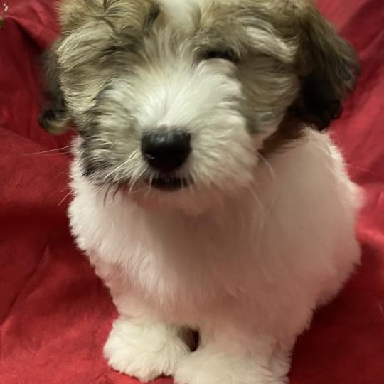 chiot Coton de tulear BERKO coton LOF disponible Domaine de la Chantelaie