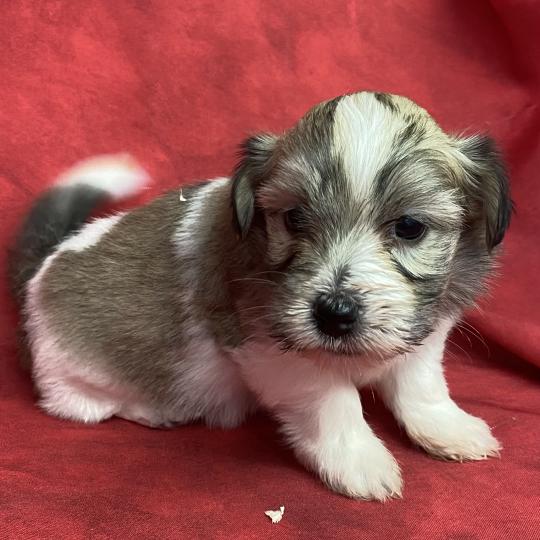 chiot Coton de tulear BESS coton LOF à réserver Domaine de la Chantelaie