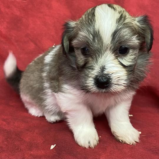 chiot Coton de tulear BESS coton LOF à réserver Domaine de la Chantelaie