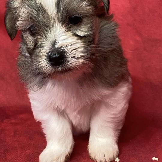 chiot Coton de tulear BESS coton LOF à réserver Domaine de la Chantelaie