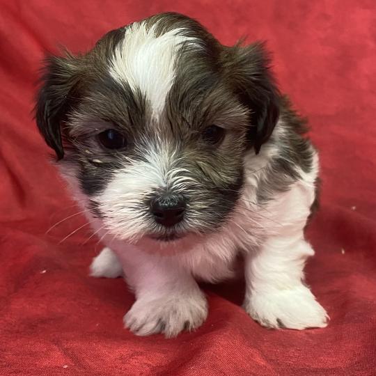 chiot Coton de tulear BILO coton LOF à réserver Domaine de la Chantelaie