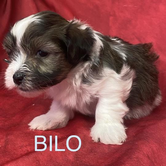 chiot Coton de tulear BILO coton LOF à réserver Domaine de la Chantelaie