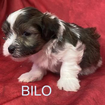 chiot Coton de tulear BILO coton LOF à réserver Domaine de la Chantelaie