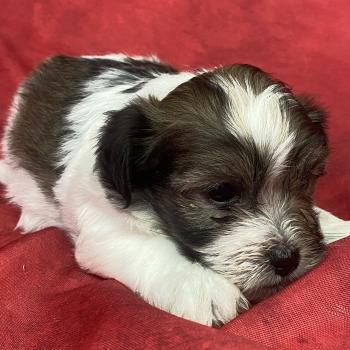 chiot Coton de tulear BILO coton LOF à réserver Domaine de la Chantelaie