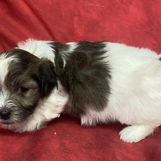 chiot Coton de tulear BILO coton LOF à réserver Domaine de la Chantelaie