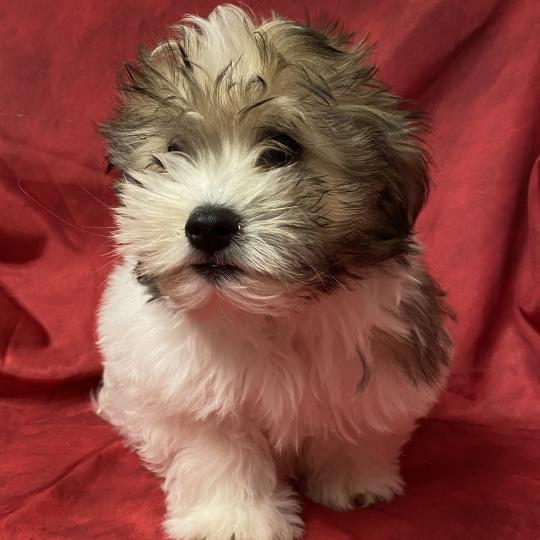 chiot Coton de tulear BILO coton LOF disponible Domaine de la Chantelaie
