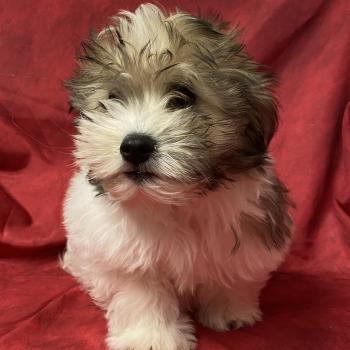 chiot Coton de tulear BILO coton LOF disponible Domaine de la Chantelaie