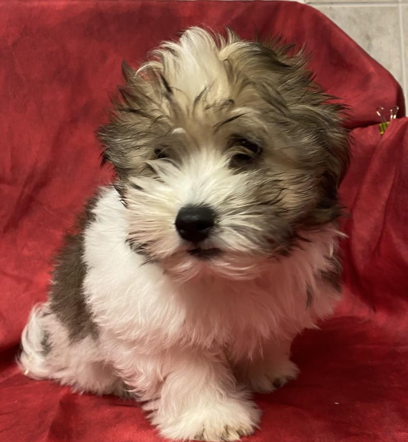 BILO coton LOF disponible Mâle Coton de tulear