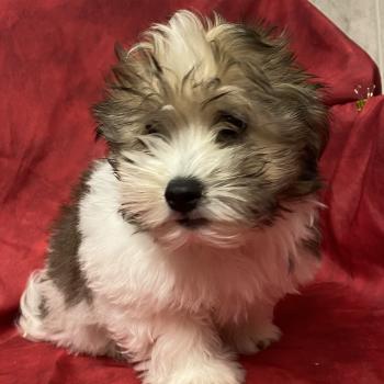 chiot Coton de tulear BILO coton LOF disponible Domaine de la Chantelaie