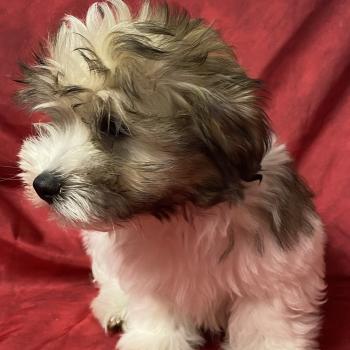 chiot Coton de tulear BILO coton LOF disponible Domaine de la Chantelaie