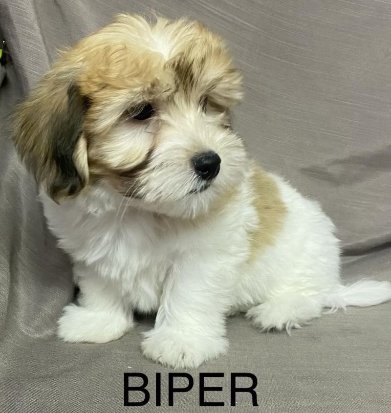 BIPER Coton LOF disponible Mâle Coton de tulear