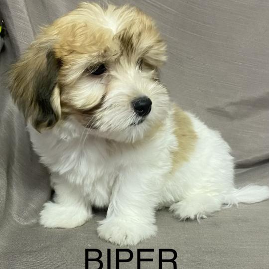 chiot Coton de tulear BIPER Coton LOF disponible Domaine de la Chantelaie