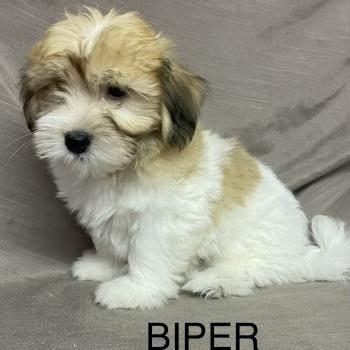 chiot Coton de tulear BIPER Coton LOF disponible Domaine de la Chantelaie