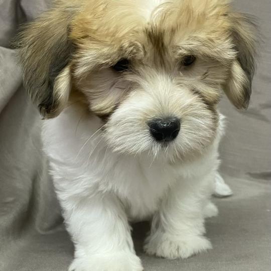 chiot Coton de tulear BIPER Coton LOF disponible Domaine de la Chantelaie