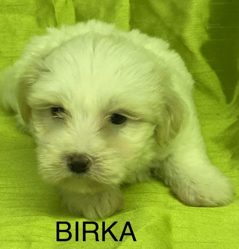 BIRKA coton DISPONIBLE Femelle Coton de tulear