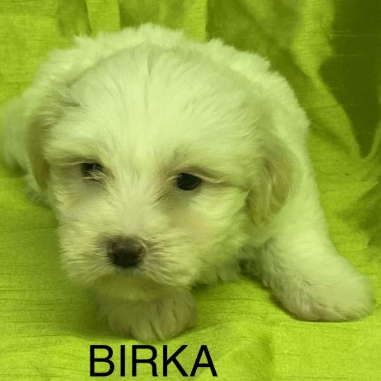 chiot Coton de tulear BIRKA coton DISPONIBLE Domaine de la Chantelaie