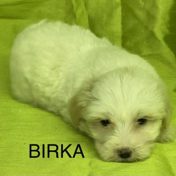 chiot Coton de tulear BIRKA coton DISPONIBLE Domaine de la Chantelaie