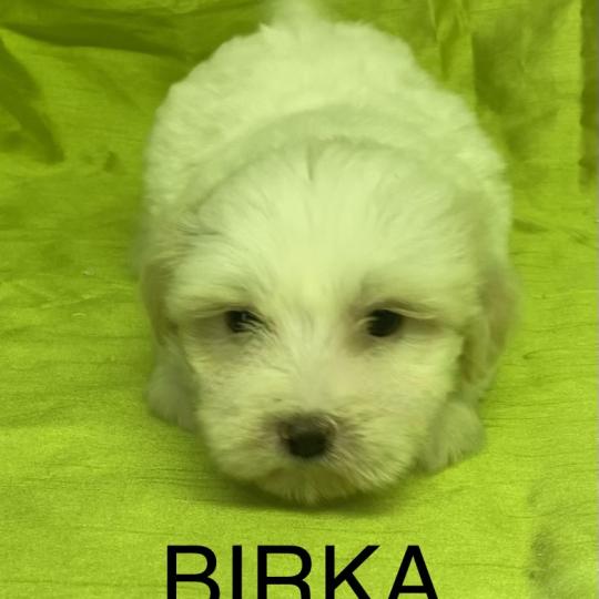 chiot Coton de tulear BIRKA coton DISPONIBLE Domaine de la Chantelaie
