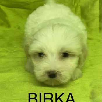chiot Coton de tulear BIRKA coton DISPONIBLE Domaine de la Chantelaie