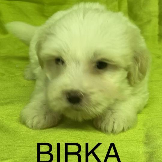 chiot Coton de tulear BIRKA coton DISPONIBLE Domaine de la Chantelaie