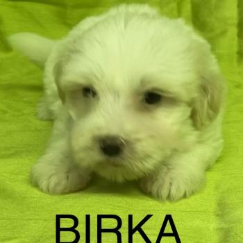 chiot Coton de tulear BIRKA coton DISPONIBLE Domaine de la Chantelaie