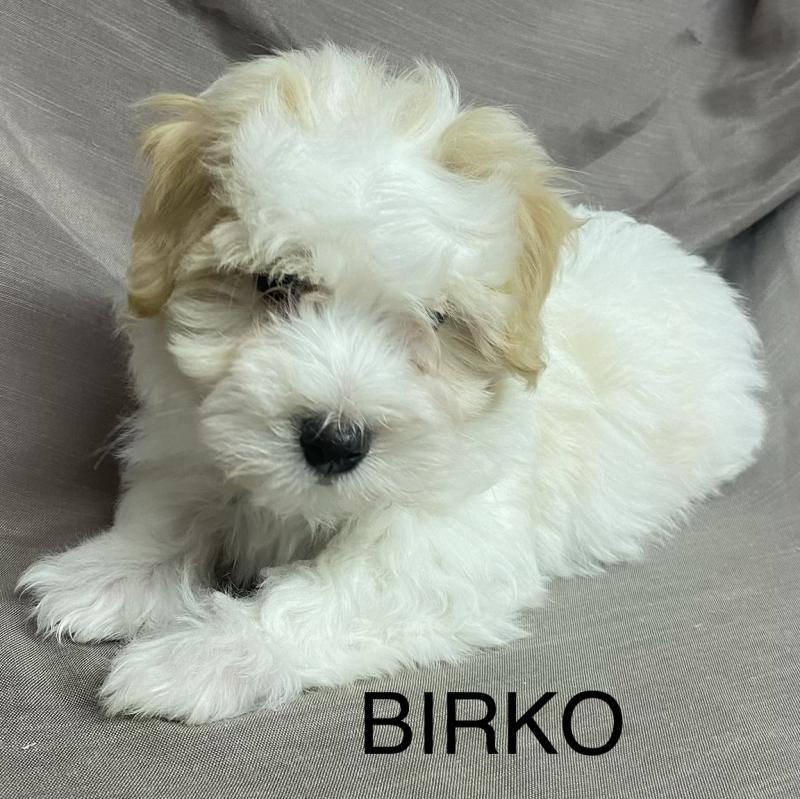 BIRKO Coton LOF disponible Mâle Coton de tulear