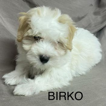 chiot Coton de tulear BIRKO Coton LOF disponible Domaine de la Chantelaie