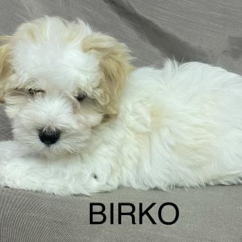 chiot Coton de tulear BIRKO Coton LOF disponible Domaine de la Chantelaie