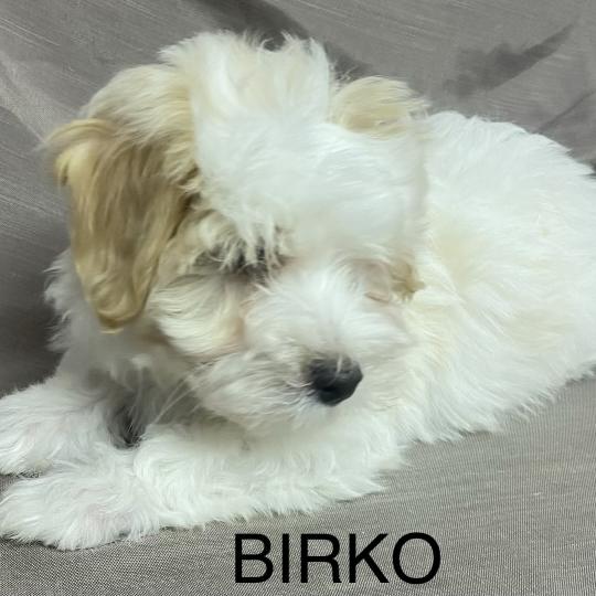 chiot Coton de tulear BIRKO Coton LOF disponible Domaine de la Chantelaie