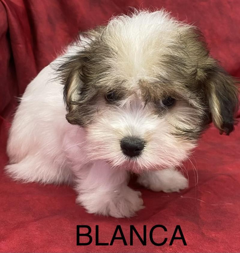 BLANCA coton disponible Femelle Coton de tulear