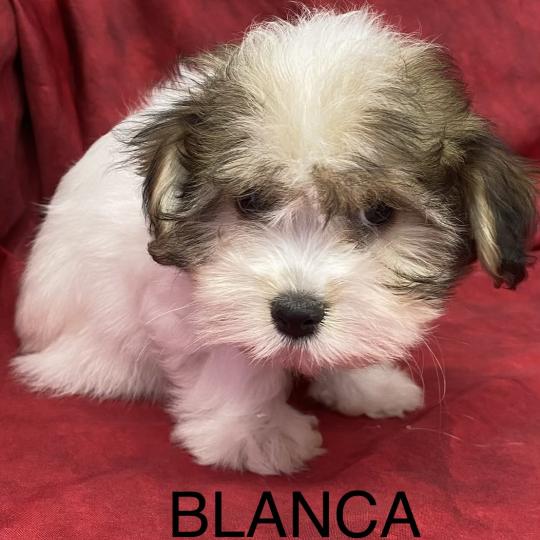 chiot Coton de tulear BLANCA coton disponible Domaine de la Chantelaie