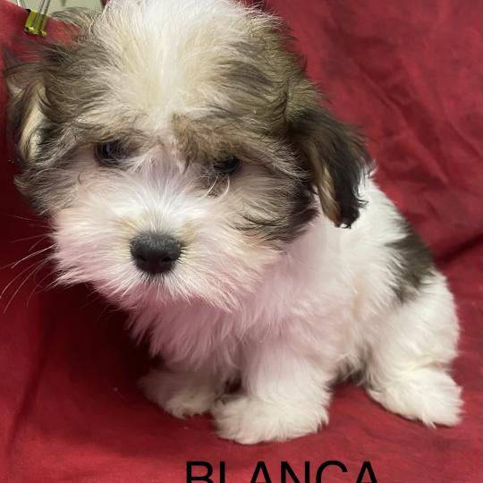 chiot Coton de tulear BLANCA coton disponible Domaine de la Chantelaie