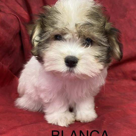 chiot Coton de tulear BLANCA coton disponible Domaine de la Chantelaie