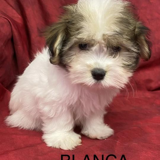 chiot Coton de tulear BLANCA coton disponible Domaine de la Chantelaie