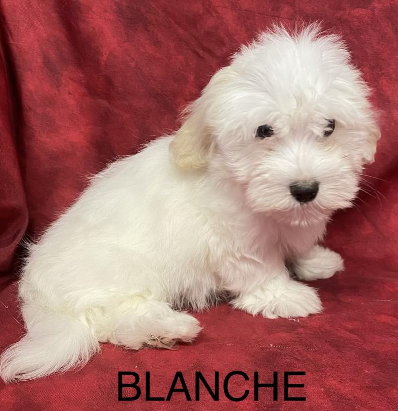 BLANCHE Coton LOF disponible Femelle Coton de tulear