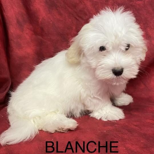 chiot Coton de tulear BLANCHE Coton LOF disponible Domaine de la Chantelaie