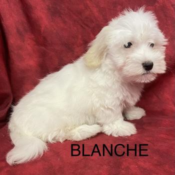 chiot Coton de tulear BLANCHE Coton LOF disponible Domaine de la Chantelaie